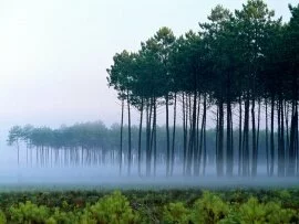 Pine Forest, Landes, France - - ID 201.jpg (click to view)