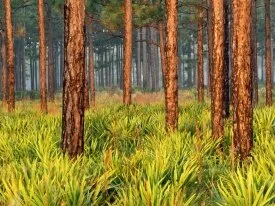 Pines, Escape Ranch, Florida - - ID 40.jpg