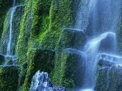 Proxy Falls, Willamette National Forest, Oregon .jpg