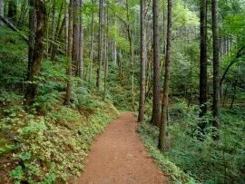 Quiet Trail, Columbia River Gorge, Oregon - 1600.jpg (click to view)