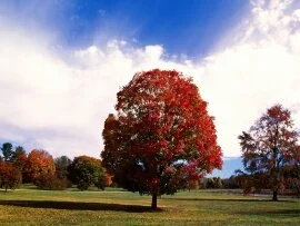 Red Maple Tree, Bernheim Forest Arboretum, Clerm.jpg (click to view)