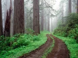 Redwood National Park, California - - .jpg (click to view)
