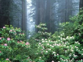 Redwoods and Blooming Rhododendrons, California .jpg