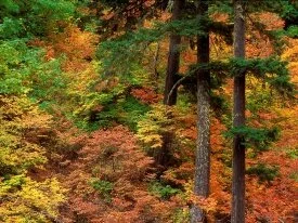 Russeted Woodland, Cascade Mountains, Washington.jpg