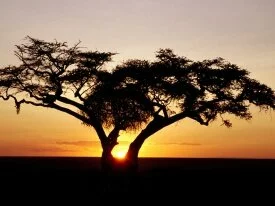 Safari Sunrise, Africa - - ID 17989.jpg