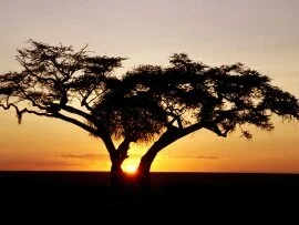 Safari Sunrise, Africa - - ID 17989.jpg Safari Sunrise, Africa - - ID 17989.jpg (click to view)
