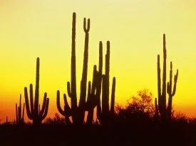 Saguaro Cactus at Sunset, Arizona - - .jpg