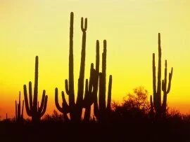 Saguaro Cactus at Sunset, Arizona - - .jpg (click to view)