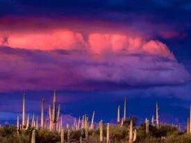 Saguaros and the Spring Storm, Saguaro National .jpg