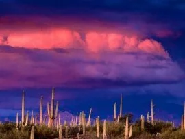 Saguaros and the Spring Storm, Saguaro National .jpg (click to view)