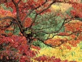 Sassafras in Autumn, Hoyt Arboretum, Portland, O.jpg (click to view)