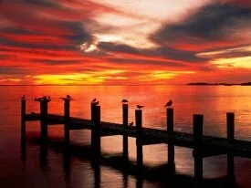 Seagulls at Sunset, Fort Myers, Florida - 1600x1.jpg