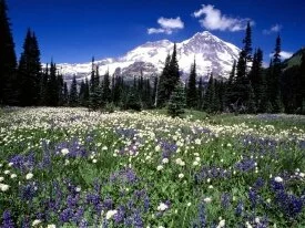 Seasonal Beauty, Mount Rainier, Washington - 160.jpg