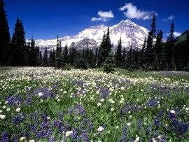 Seasonal Beauty, Mount Rainier, Washington - 160.jpg (click to view)