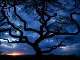 Serengeti National Park, Tanzania - - .jpg