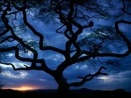 Serengeti National Park, Tanzania - - .jpg (click to view)