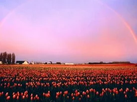Skagit Valley Tulip Fields, Washington - 1600x12.jpg