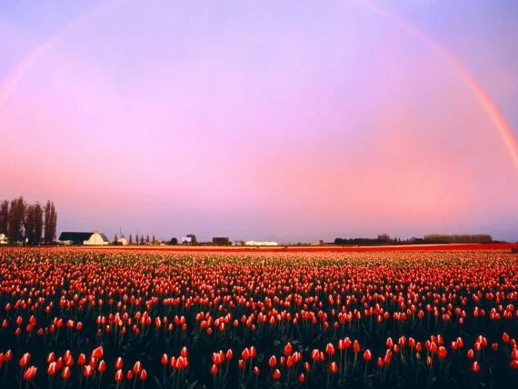 Skagit Valley Tulip Fields, Washington - 1600x12.jpg (click to view)