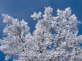 Snow Branches, Minnesota - - ID 3333.jpg
