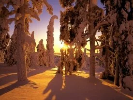 Snow Covered Forest, Finland - 16.jpg