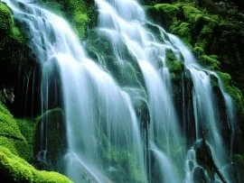Sodden Moss, Proxy Falls - - ID 142.jpg (click to view)