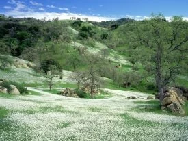 Spring Wildflowers and Oak Covered Hills, Kern C.jpg