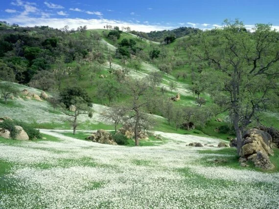 Spring Wildflowers and Oak Covered Hills, Kern C.jpg (click to view)