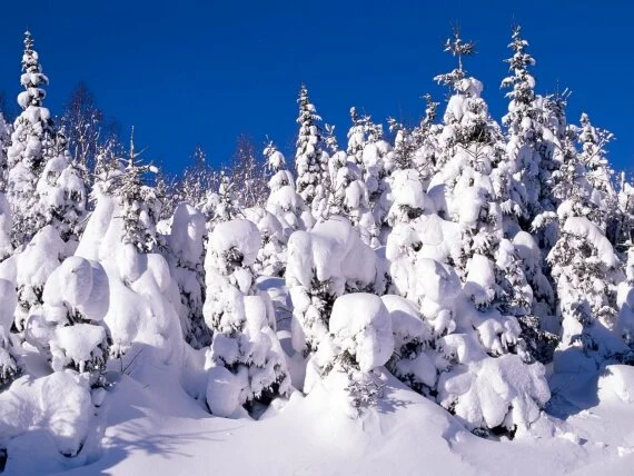 Spruce Trees Covered in Snow, Canada - .jpg (click to view)