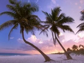 Sultry Sways, Near Cancun, Mexico - - .jpg