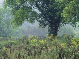 Summer Meadow, Nashville, Tennessee - .jpg