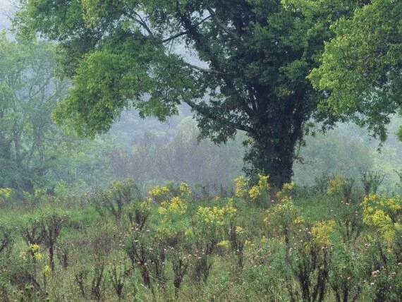 Summer Meadow, Nashville, Tennessee - .jpg Summer Meadow, Nashville, Tennessee - .jpg (click to view)
