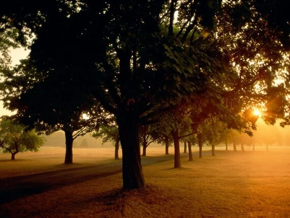Sunrise in the Park - - ID 12453.jpg Sunrise in the Park - - ID 12453.jpg (click to view)