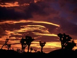 Sunset, Joshua Tree National Park, California - .jpg (click to view)