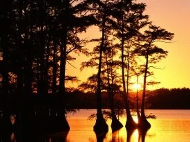 Sunset on Reelfoot Lake, Tennessee - -.jpg