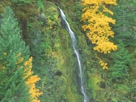 Terwilliger Hot Springs Fall, Oregon - .jpg