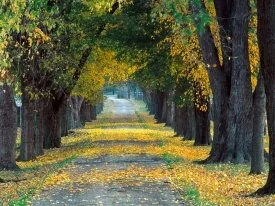 Tree-Lined Roadway, Louisville, Kentucky - 1600x.jpg