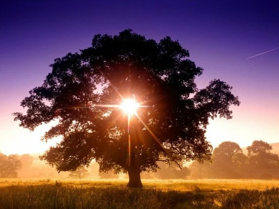 Tree of Life, North Devon, England - -.jpg (click to view)