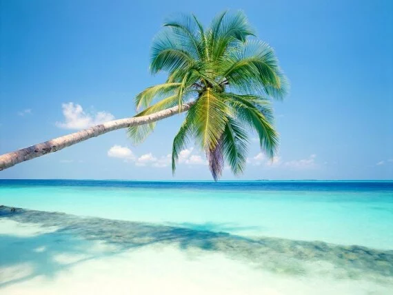 Tropical Island, Maldives - - ID 32890.jpg (click to view)