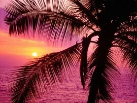Tropical Setting, Hawaii - - ID 45341.jpg Tropical Setting, Hawaii - - ID 45341.jpg (click to view)