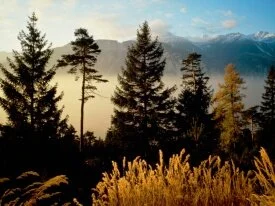 Twilight in the Woods, Valais, Switzerland - 160.jpg