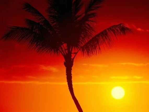 Warmth of Summer, Maui, Hawaii - - ID .jpg (click to view)