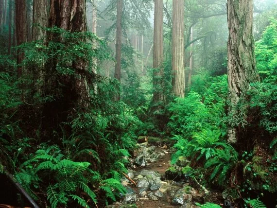 Webb Creek and Redwoods, Mount Tamalpais State P.jpg (click to view)