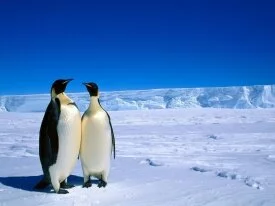 Winter Antarctica Penguins