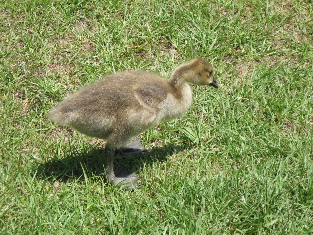 baby duck, Bonita Lakes, Meridian, Ms