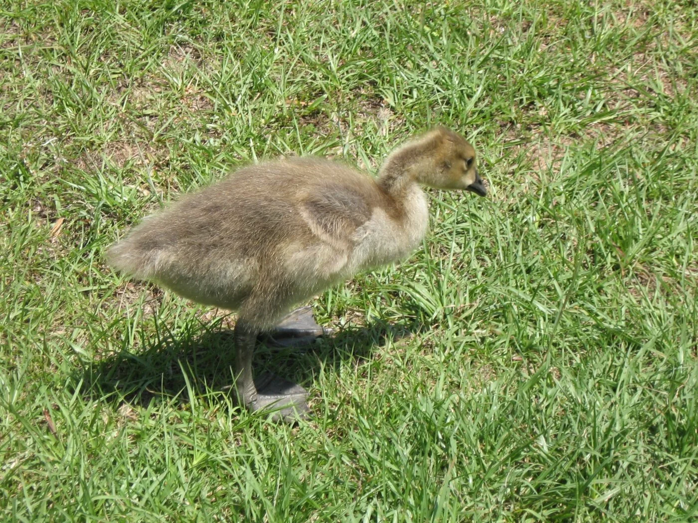 baby duck, Bonita Lakes, Meridian, Ms