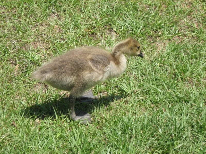 baby duck, Bonita Lakes, Meridian, Ms