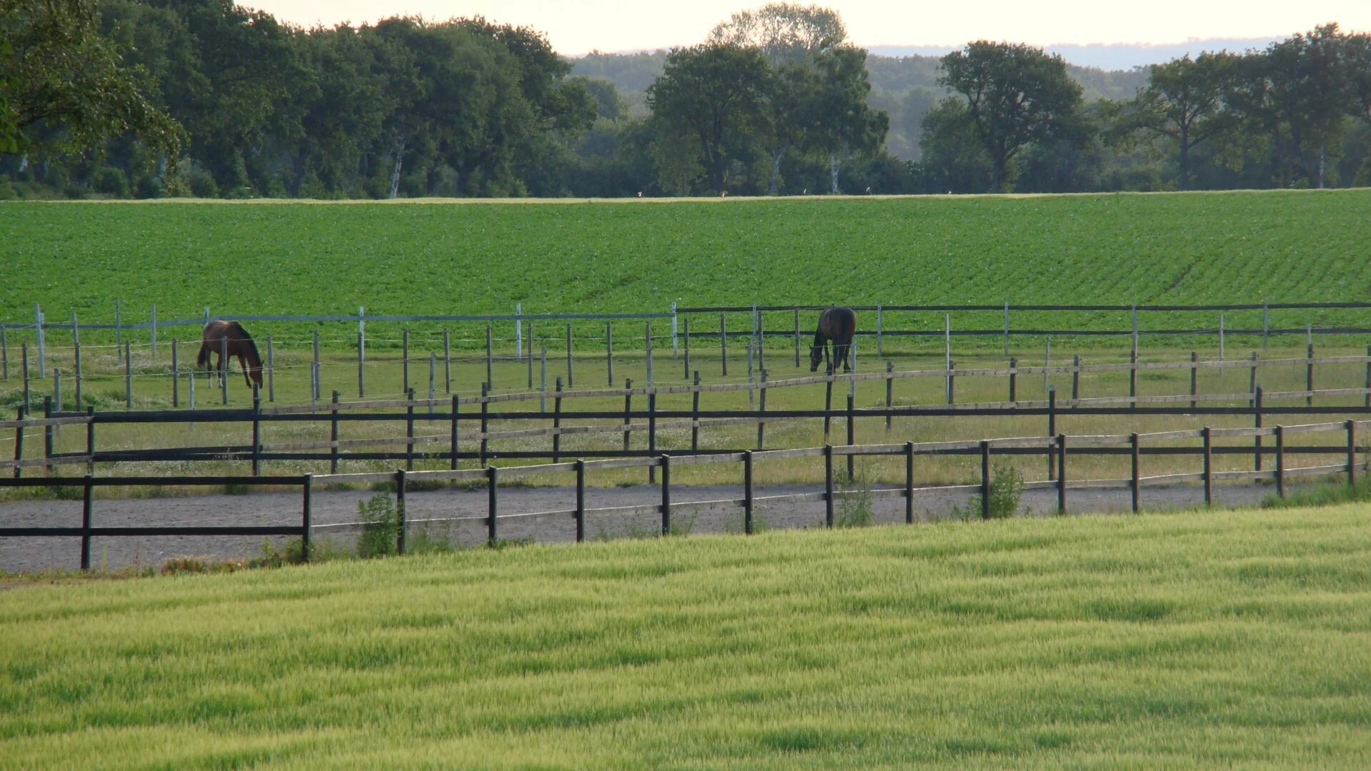 Horses in early morning