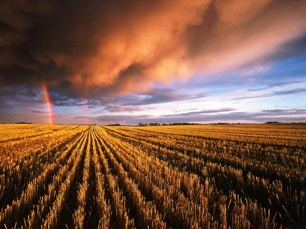 Stubble Field, Saskatchewan, Canada - .jpg