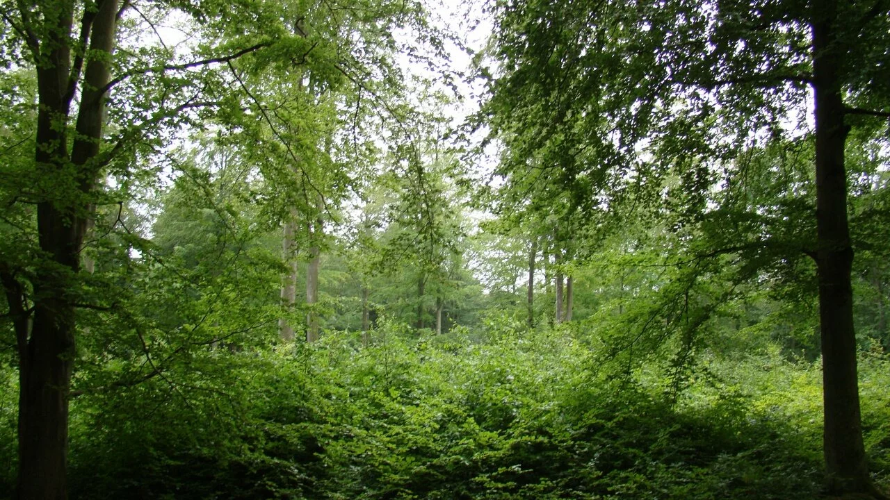 Trees