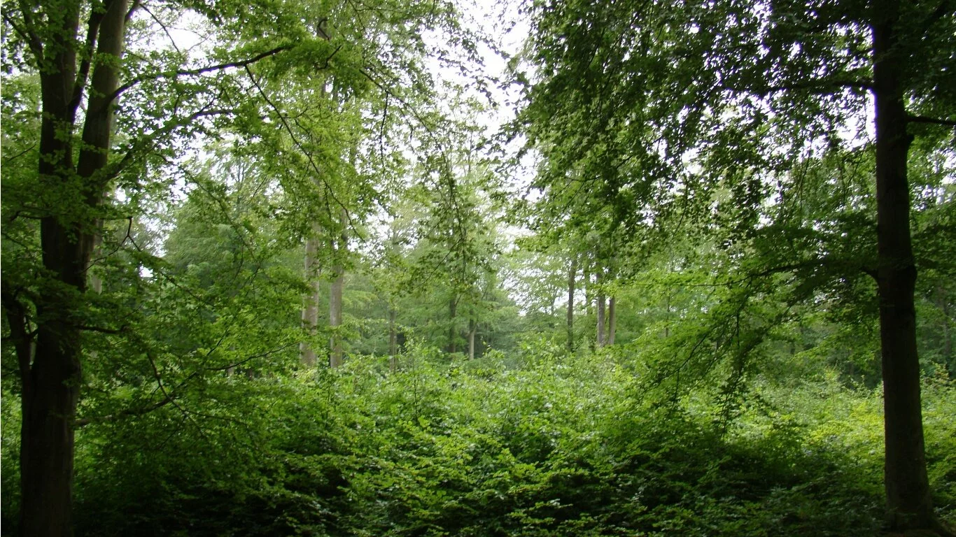 Trees